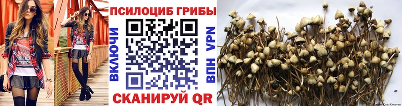 Галлюциногенные грибы Psilocybe  Новоульяновск 